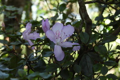 Rhododendron farrerae