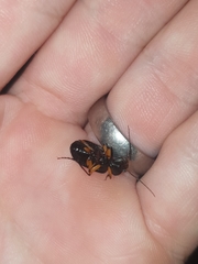 Chlaenius flaviguttatus