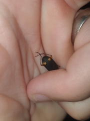 Chlaenius flaviguttatus