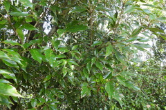Quercus repandifolia