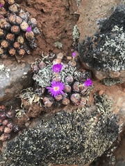 Conophytum violaciflorum