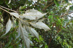 Quercus repandifolia