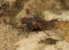 Lispocephala brachialis