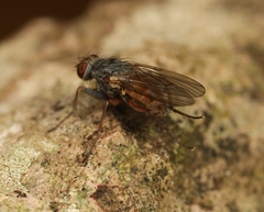 Lispocephala brachialis