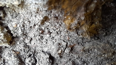Lasius niger