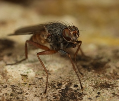 Lispocephala brachialis