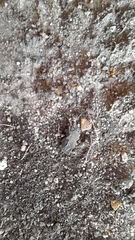 Lasius niger