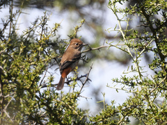 Knipolegus striaticeps