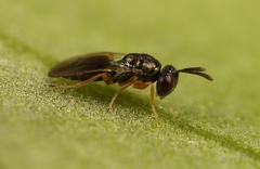 Trichomalus campestris