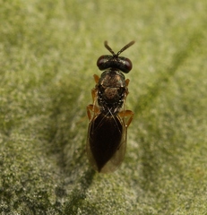 Trichomalus campestris