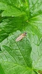 Lonchoptera bifurcata