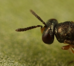 Trichomalus campestris