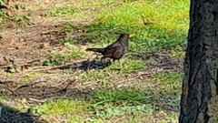 Turdus merula