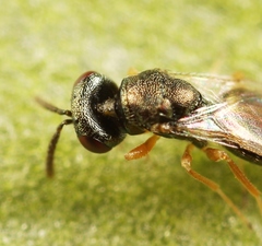 Trichomalus campestris