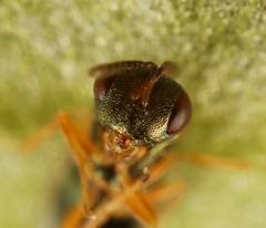 Trichomalus campestris