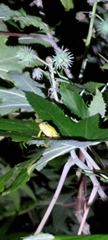 Hyla chinensis