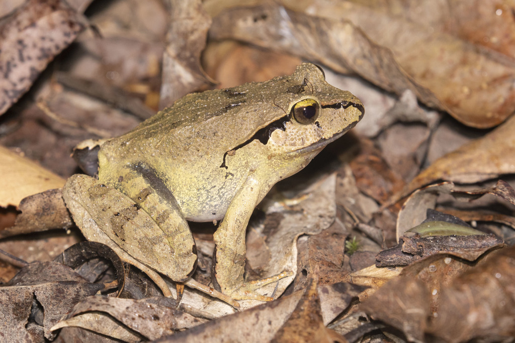 Fletcher's Frog