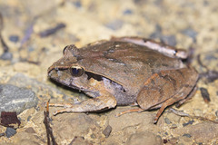 Platyplectrum fletcheri
