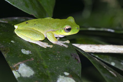 Ranoidea barringtonensis