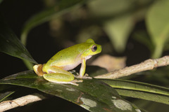 Ranoidea barringtonensis