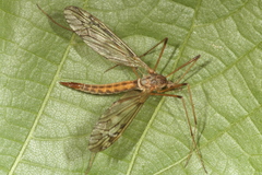 Tipula scripta