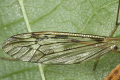 Tipula scripta