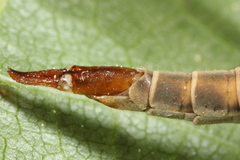 Tipula scripta