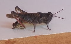 Baeacris
