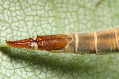 Tipula scripta