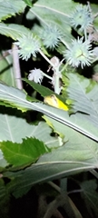 Hyla chinensis