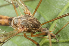 Tipula scripta