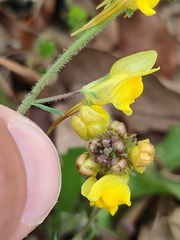 Linaria supina