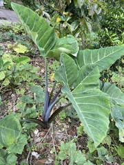 Xanthosoma violaceum