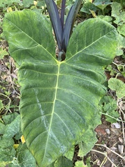Xanthosoma violaceum
