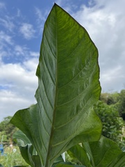 Xanthosoma violaceum