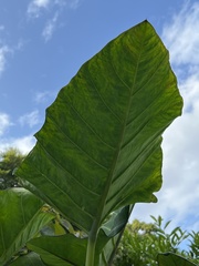 Xanthosoma violaceum