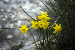 Narcissus