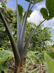 Xanthosoma violaceum