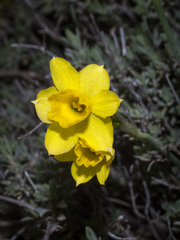 Narcissus