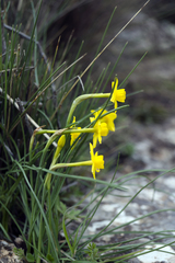 Narcissus