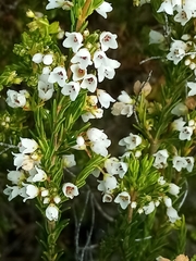 Erica margaritacea