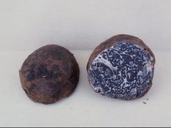 Tuber tomentosum
