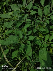 Physalis minima