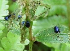 Syphrea
