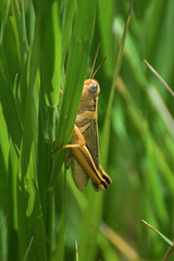 Melanoplus bivittatus