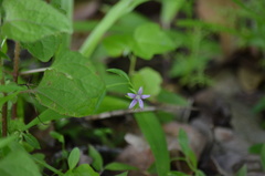 Campanula floridana