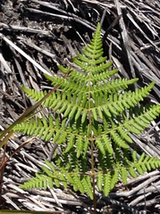 Pteridium aquilinum decompositum