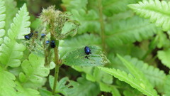 Syphrea