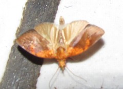 Gonionota