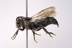 Coelioxys porterae